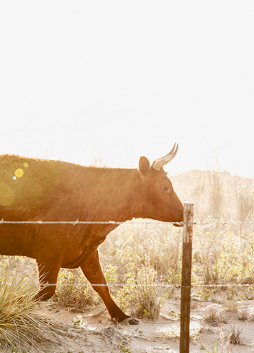 Cow by Fence in Sunlit Field