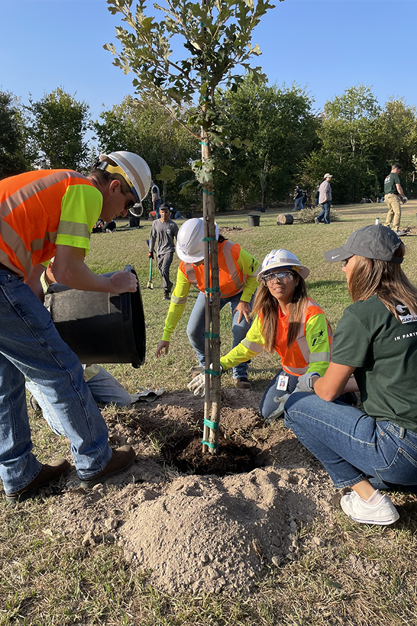 Workers gather around a newly planted tree.