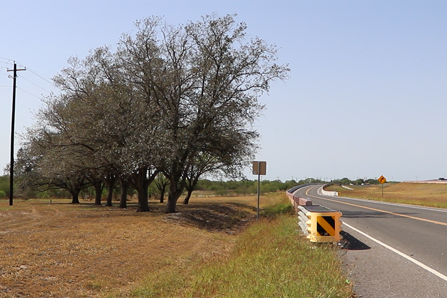 Cloned trees next to highway