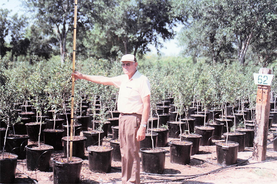 Man measuring small trees in potting containers.