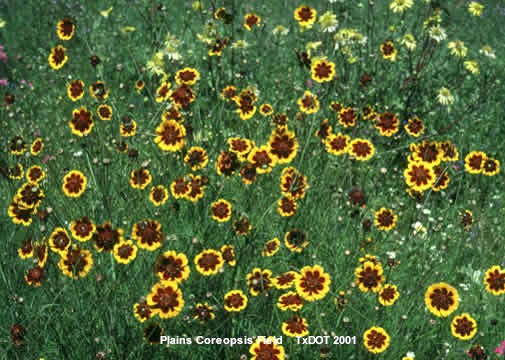 Plains Coreopsis field/Coreopsis tinctoria (Asteraceae), Blooming