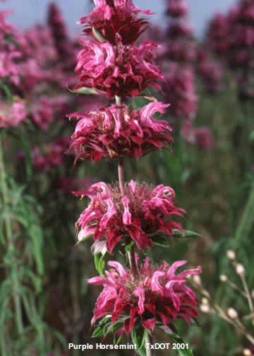 Purple Horsemint, Lemon Mint/Monarda citriodora (Lamiaceae), Blooming