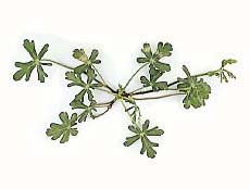 Winecup/Callirhoe involucrata (Malvaceae), Seedling