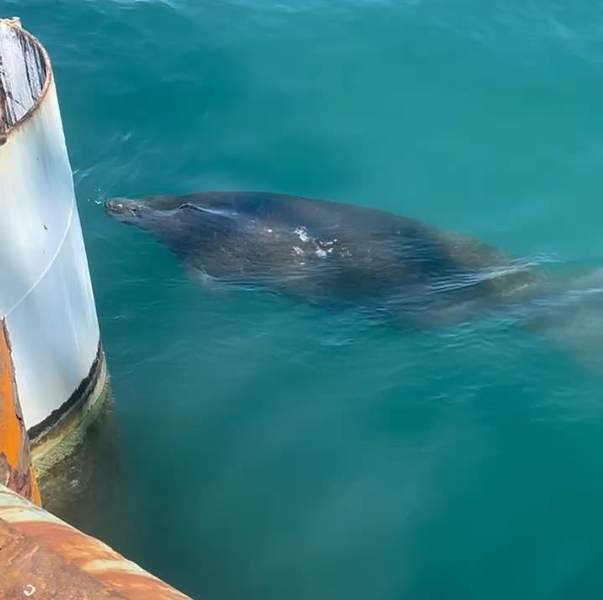 A manatee swims just below the surface of the water beside a pier. 