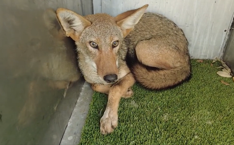 "Ghost wolves” are elusive, rare and hiding in plain sight on Galveston Island.