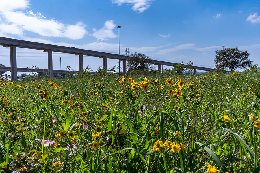 Wildflowers along state highway