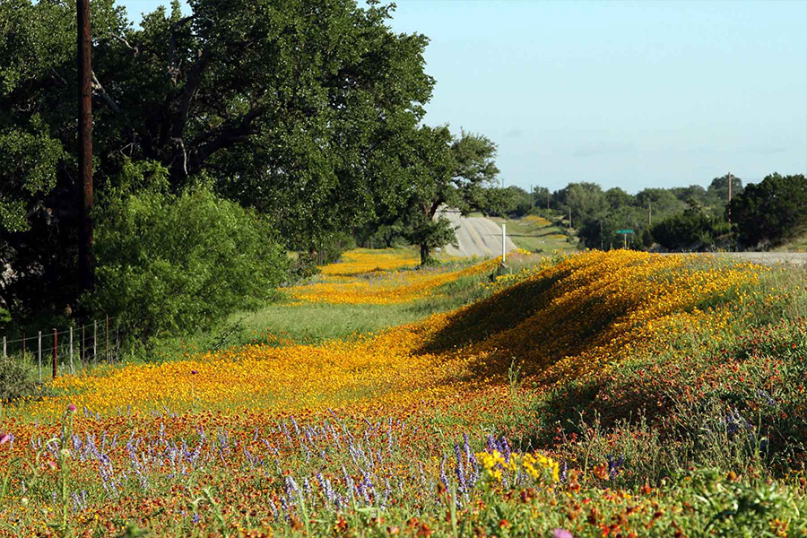 Yellow wildflowers near road