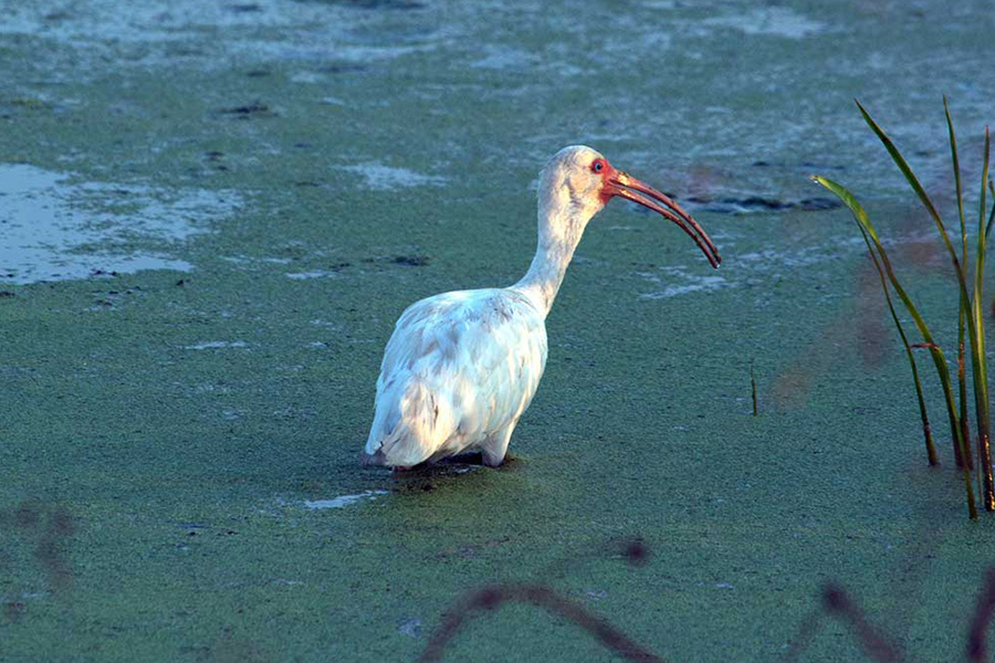 American White Ibis (Eudocimus albus)