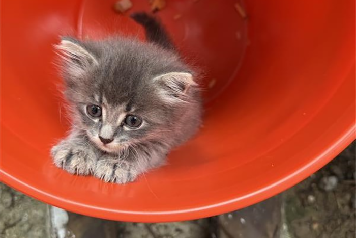 Collin County kitten Small grey kitten inside a plastic container.